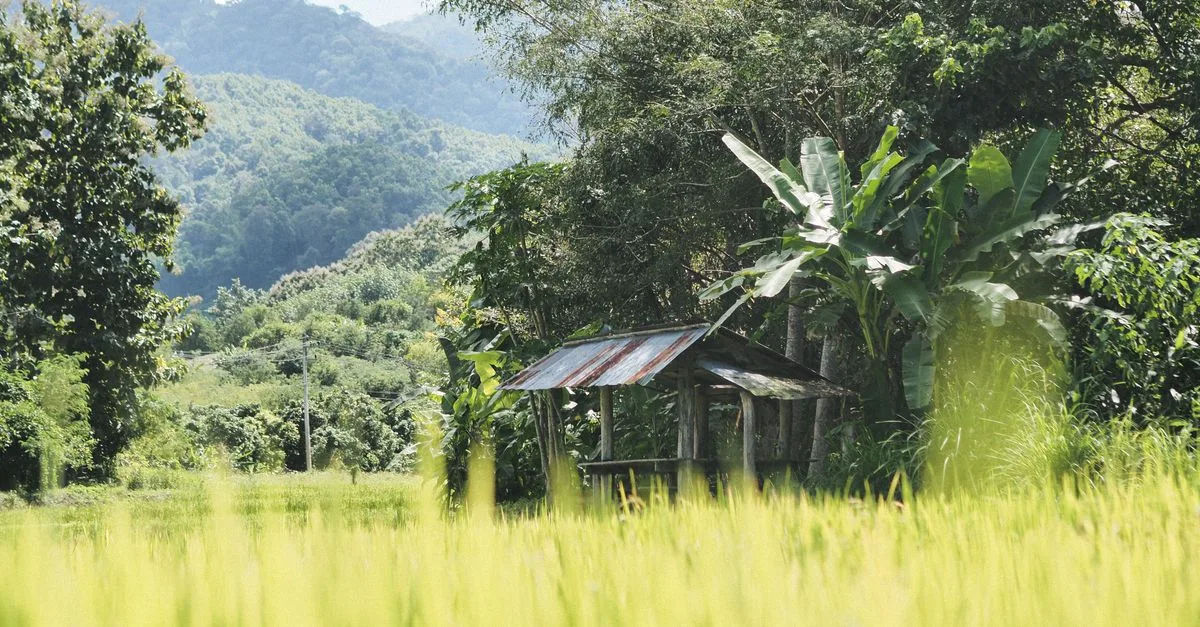 découvrez l'agriculture écologique, une méthode durable qui respecte l'environnement, favorise la biodiversité et garantit des produits sains.