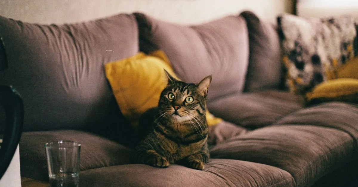 découvrez les joies et les défis de vivre avec des chats, et apprenez à créer un environnement harmonieux pour vos compagnons félins.