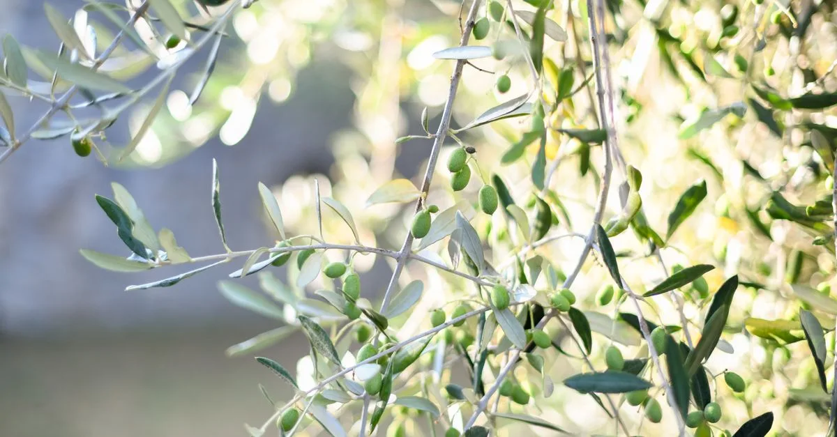 découvrez la teinte olive green, une nuance naturelle et élégante qui apporte une touche de fraîcheur et de sophistication à vos designs et décorations.