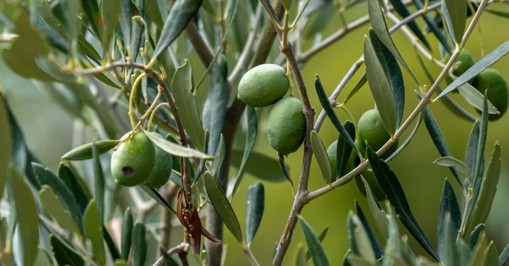 découvrez la couleur olive green, un vert doux et naturel qui apporte élégance et sérénité à vos créations, décorations et tenues.
